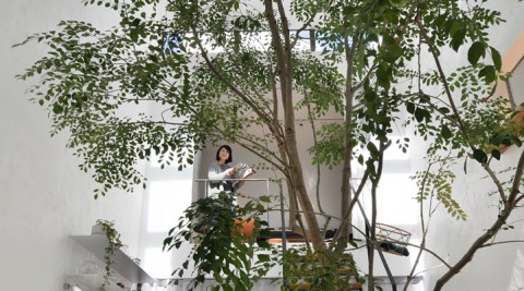 木とともに暮らす屋内で自然を感じる“広場”のある家