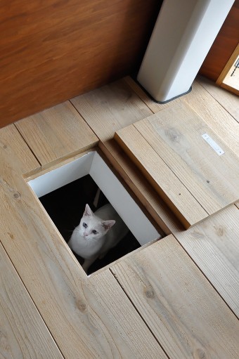 “猫穴”を通して3階の様子をうかがい中。