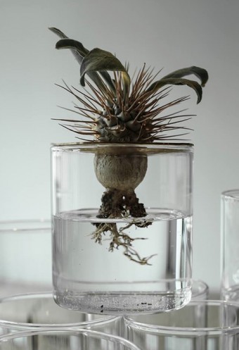 デザインユニット10¹² TERRAによる、VISION GLASSを使った植物の提案、「LiD of VISION GLASS」。
