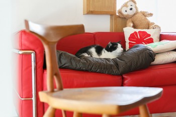 ル・コルビジェのソファでくつろぐ猫。家の中のどこにいても暖かいので、猫たちも幸せ。