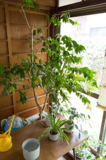縁側では、ジャポチカバ、コタニワタリ、ガジュマルなど室内で育つ植物を栽培。