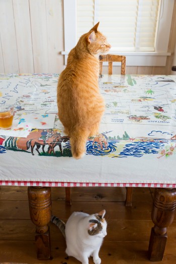 小泉家には6匹の猫が暮らしている。特に奥様が猫好きなのだそう。屋根裏には猫専用のソファも。